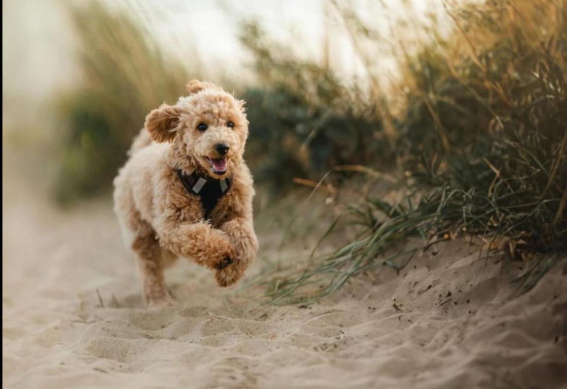 Eilandhotel Texel Де-Коксдорп Экстерьер фото Standard Event System Character Set image of a Standard Poodle